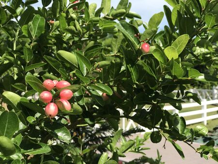 Fruits of Carissa carandas or Bengal currant or Christ's thorn or Carandas plum or Karanda.