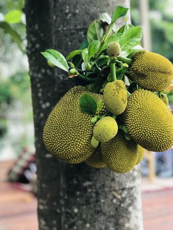 Jackfruit or Artocarpus heterophyllus or Jakfruit or Jack tree produce the fruit.の写真素材