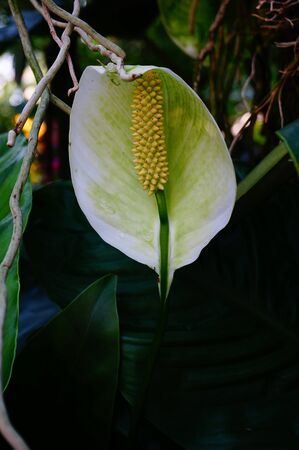 Spathiphyllum or Spath or Peace lily.