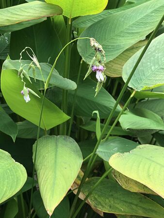 Thalia geniculata or Alligator flag or Bent alligator-flag or Fire-flag or Water canna or Arrowroot flower.の写真素材