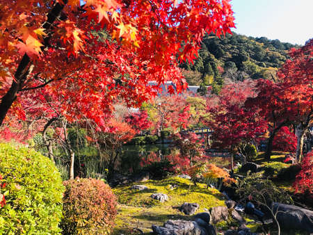 Kyoto, Japan - December 1, 2019: Colorful maple leaves in autumn at Eikando (Zenrinji) Temple. The temple has a variety of buildings and a pond garden that very famous for its autumn colors.のeditorial素材