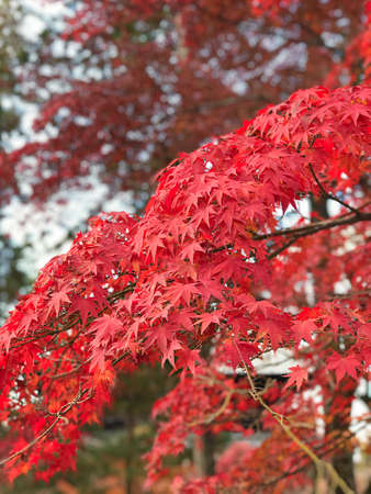 Colorful maple leaves in autumn at Eikando (Zenrinji) Temple in Kyoto, Japan.の写真素材