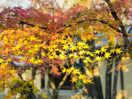 Colorful maple leaves in autumn at Eikando (Zenrinji) Temple in Kyoto, Japan.の写真素材