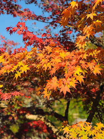 Colorful maple leaves in autumn at Eikando (Zenrinji) Temple in Kyoto, Japan.の写真素材