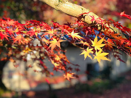 Colorful maple leaves in autumn at Eikando (Zenrinji) Temple in Kyoto, Japan.
