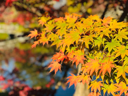 Colorful maple leaves in autumn at Eikando (Zenrinji) Temple in Kyoto, Japan.