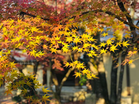 Colorful maple leaves in autumn at Eikando (Zenrinji) Temple in Kyoto, Japan.の写真素材