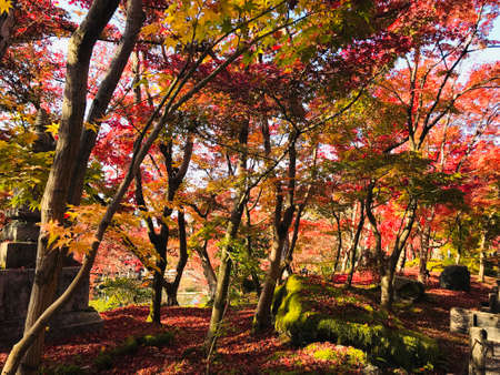 Kyoto, Japan - December 1, 2019: Colorful maple leaves in autumn at Eikando (Zenrinji) Temple. The temple has a variety of buildings and a pond garden that very famous for its autumn colors.のeditorial素材