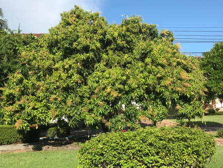 Flowering and fruit of Mangifera indica or Mango tree in Thailand.