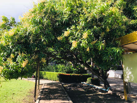 Flowering and fruit of Mangifera indica or Mango tree in Thailand.