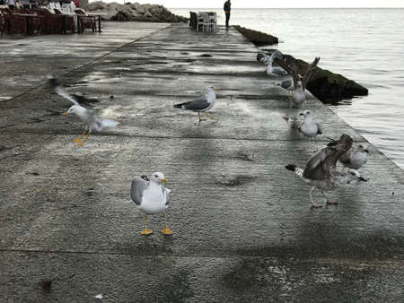 Watching swarms of seagulls at Piran, Slovenia.