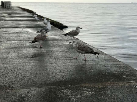 Watching swarms of seagulls at Piran, Slovenia.の写真素材