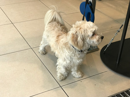 A pale brown Terrier dog was waiting for the owner in front of the supermarket in the city centre of...