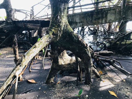 Root of Rhizophora mucronata or Loop-root mangrove or Red mangrove or Asiatic mangrove tree in Thailand.の写真素材