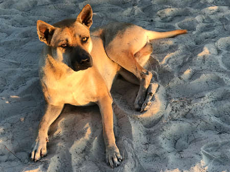 A brown male dog was sitting and relaxing on the beach in the evening sun.の写真素材