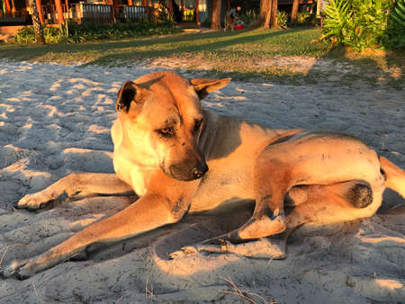 A brown male dog was sitting and relaxing on the beach in the evening sun.の写真素材