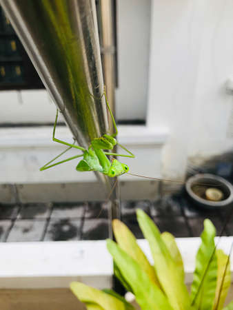 Hierodula patellifera or Giant asian mantis or Asian mantis or Indochina mantis or Harabiro mantis...