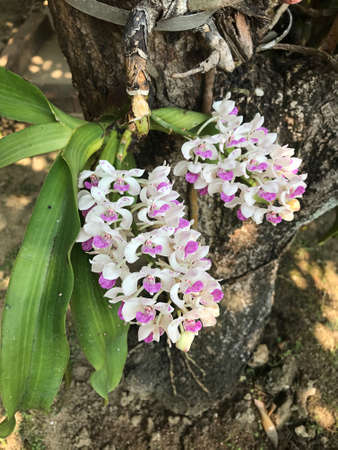 Rhynchostylis gigantea or Foxtail orchids flower.の写真素材