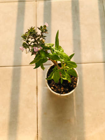 Ocimum basilicum or Common basil or Sweet basil.の写真素材
