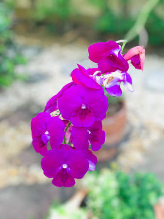 Purple Dendrobium orchid flowers in the garden.の写真素材
