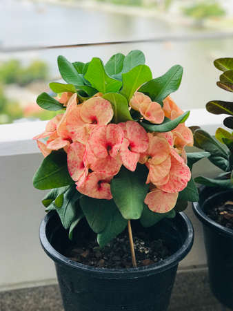 Euphorbia milii or Crown of thorns or Christ plant or Christ thorn flower.の写真素材