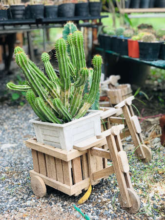 Planting Stetsonia coryne or Toothpick cactus or Argentine toothpick or Toothpick saguaro or Toothpick stetsonia in cute flower pot.の写真素材