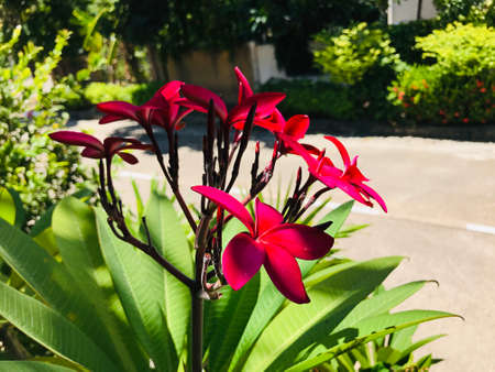 Attractive dark pink Frangipani or Plumeria flowers.の写真素材
