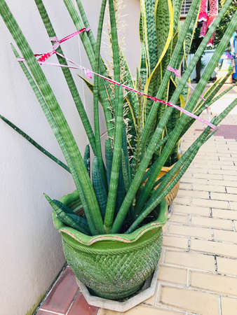 Planting Dracaena stuckyi or Sansevieria stuckyi or Elephant tusks plant in Thailand.の写真素材