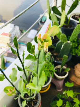 Planting Euphorbia bracteata or Little bird flower or Slipper plant on condominium balcony in Thailand.の写真素材