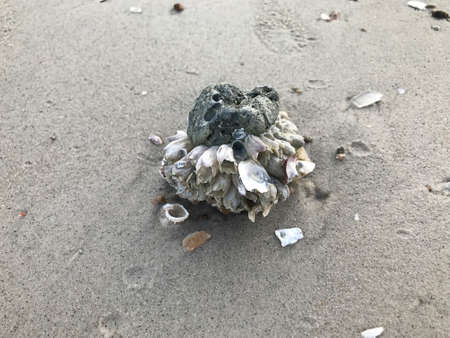 Barnacle attached to a stone on the beach in Thailand.の写真素材