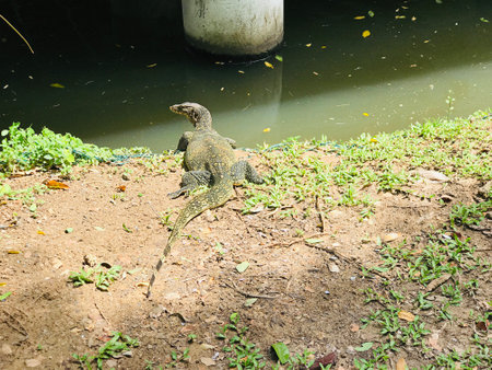 An Asian water monitor in Thailand.の写真素材