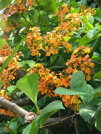 Flower of Byrsonima crassifolia or Nance tree or Maricao cimun or Craboo tree or Golden spoon tree.