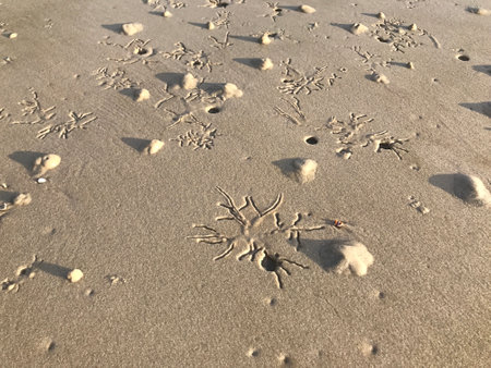 Artistic motifs created by aquatic animals on Hua Hin beach in Thailand.