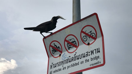A crow with a fish in its mouth perched on a road sign in Thailand.の写真素材