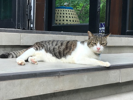 A cute tabby cat on Phi Phi island, Thailand.の写真素材