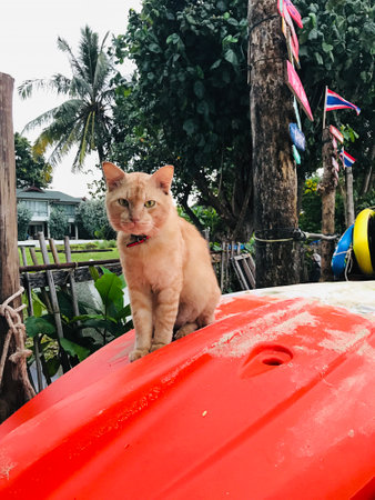 A cute golden tabby cat sitting on the back of a kayak on Phi Phi island, Thailand.の写真素材