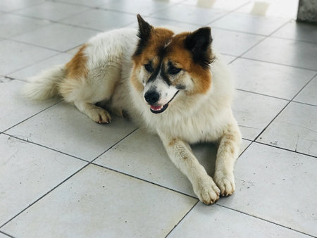 A cute Thai Bangkaew Dog in the viewing pavilion at the Promthep Windmill Viewpoint in Phuket, Thailand.の写真素材