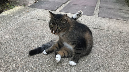 A cute black and white tabby cat doing yoga poses on the floor of a hotel on Phi Phi Island, Thailand.の写真素材