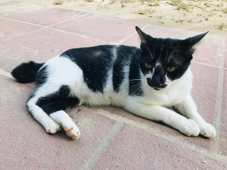 A black-and-white cat on Phi Phi island in Thailand.の写真素材