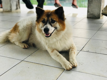 A cute Thai Bangkaew Dog in the viewing pavilion at the Promthep Windmill Viewpoint in Phuket, Thailand.の写真素材