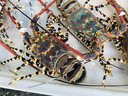 Panulirus ornatus or Ornate spiny lobster or Yellow-ring spiny lobster or Ornate spiny lobster for sale at Rawai Seafood Market in Phuket, Thailand.の写真素材