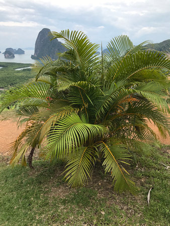 Planting Yellow palm or butterfly palm or Bamboo palm on Samet Nangshe viewpoint in Thailand.の写真素材