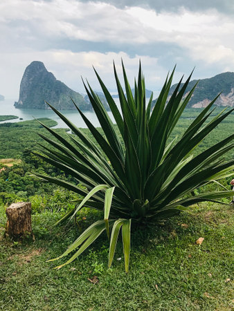 Planting Agave americana or Century plant on Samet Nangshe viewpoint in Thailand.の写真素材