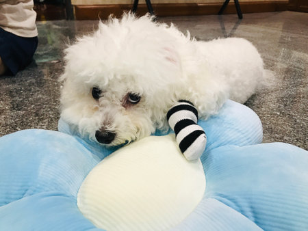 A cute Bichon dog was glancing up at me.