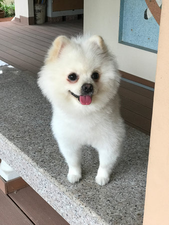 Happy face of a cute white Pomeranian dog.の写真素材