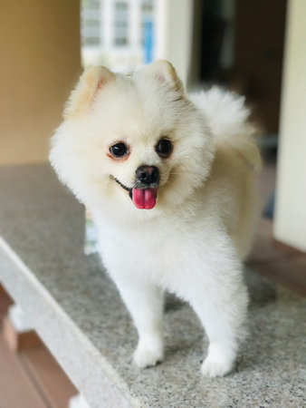 Happy face of a cute white Pomeranian dog.の写真素材