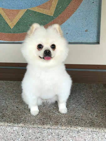 Happy face of a cute white Pomeranian dog.の写真素材