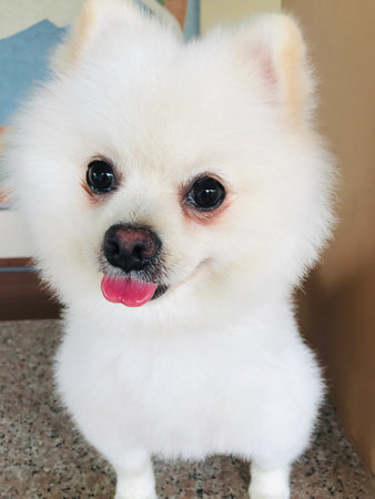 Happy face of a cute white Pomeranian dog.の写真素材