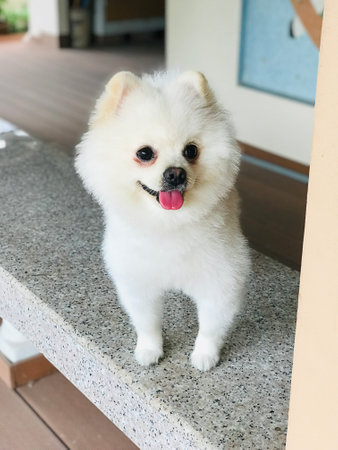 Happy face of a cute white Pomeranian dog.の写真素材