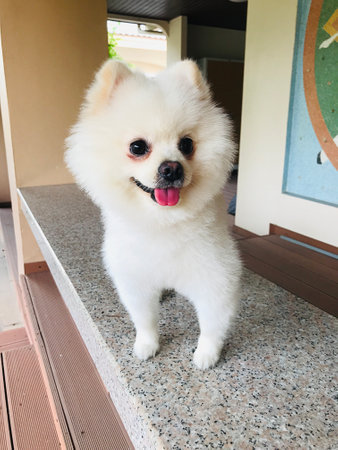 Happy face of a cute white Pomeranian dog.の写真素材